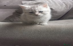 Persian cats for sale: Beautiful  silver shaded chinchilla Persian x bsh - Image 6