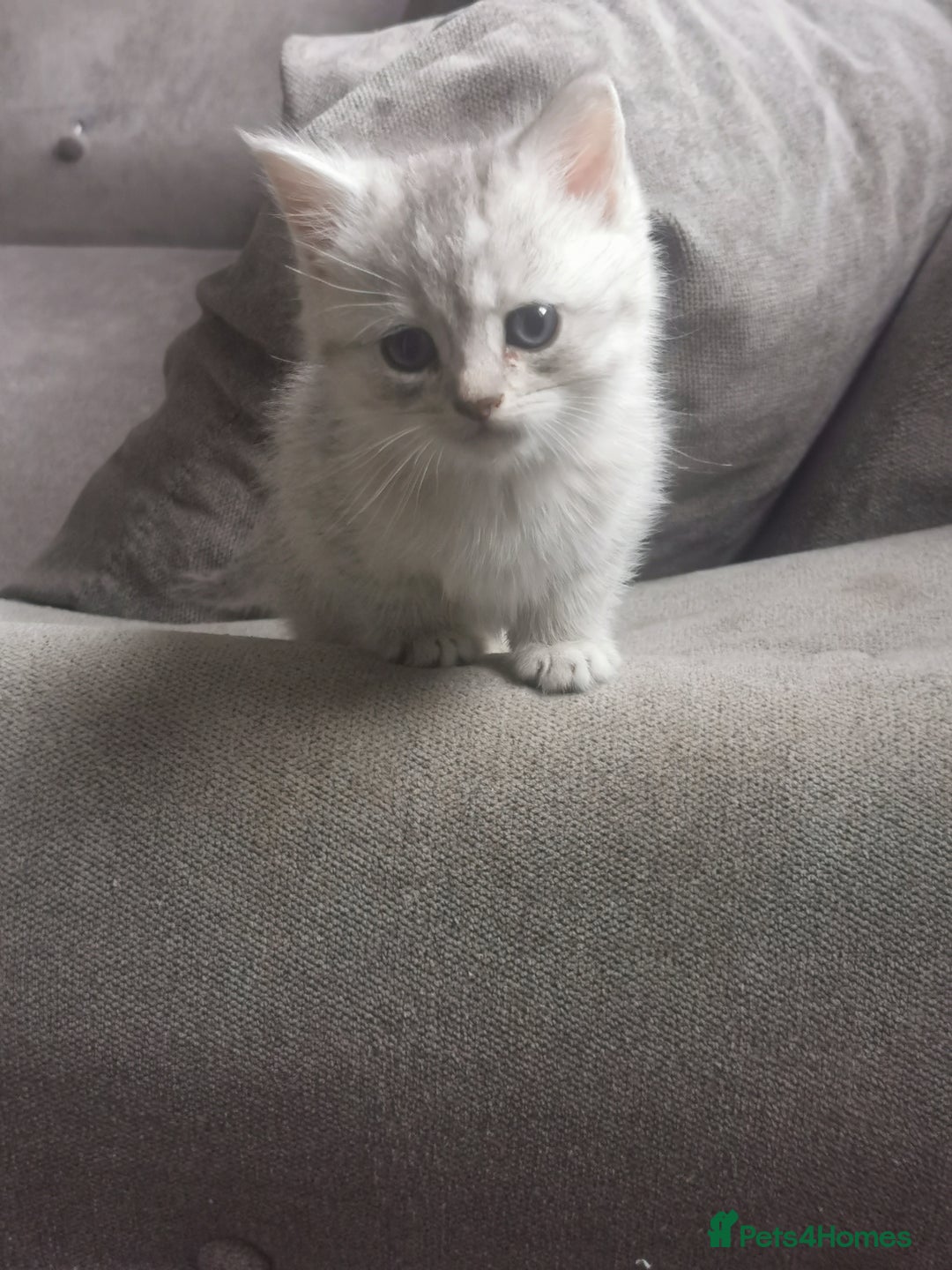 Persian cats for sale: Beautiful  silver shaded chinchilla Persian x bsh - Image 6