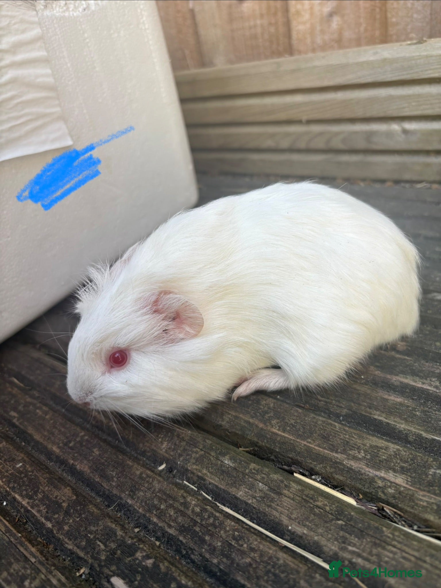 Guinea Pig rodents Guinea pigs boys  - Advert 7