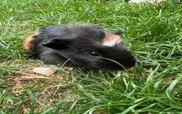 Guinea Pig rodents for sale: Male Guinea Pigs For Sale  - Image 11