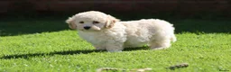 Cavapoochon dogs for sale: Beautiful Cavapoochon puppies for sale - Advert 5