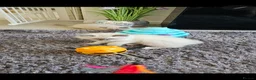 Ragdoll cats for sale: Beautiful Mischievous Ragdoll Boys. - Advert 4