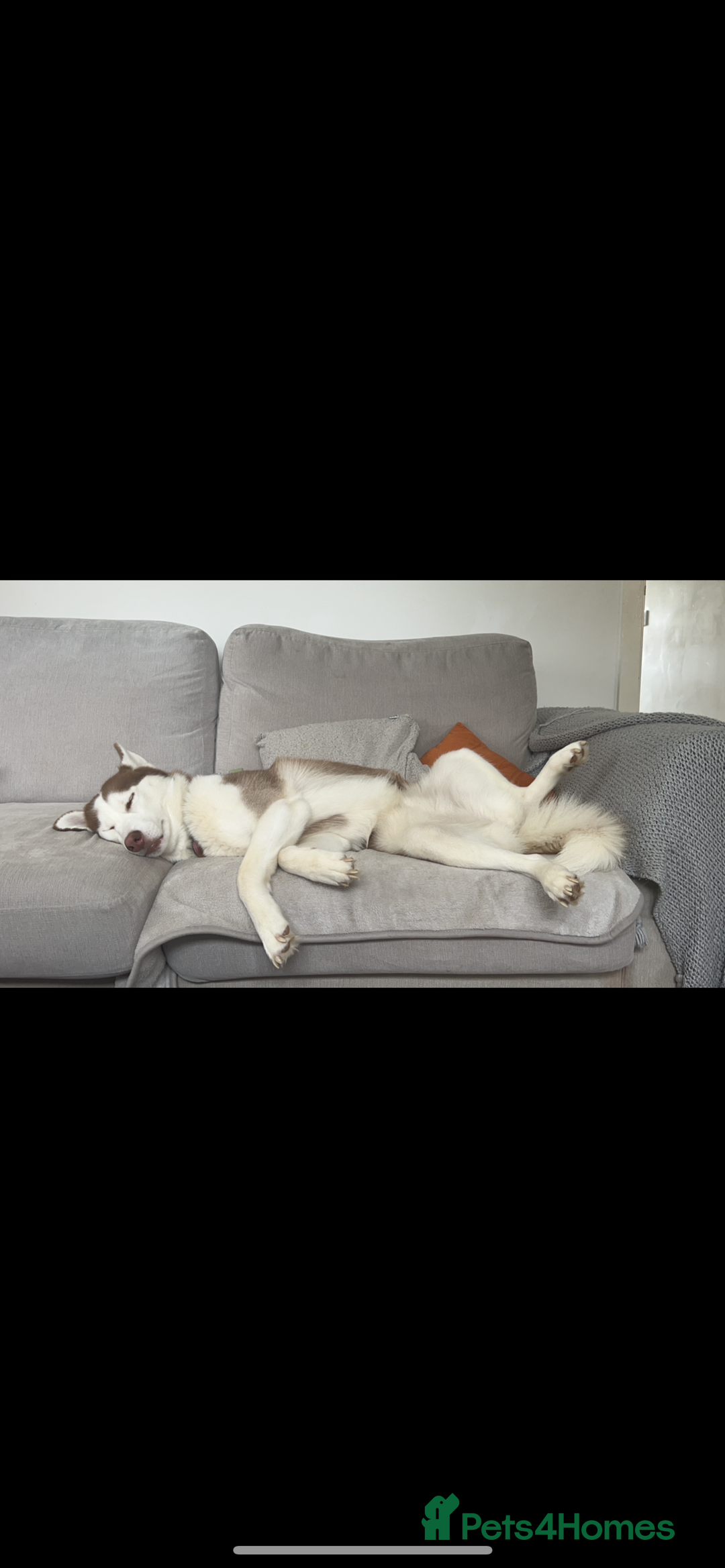 Siberian Husky dogs for sale: Female red and white Siberian husky  - Image 2