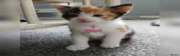 Mixed Breed cats for sale: 6 Adorable Kittens (4 Girls, 2 Boys) - Advert 2
