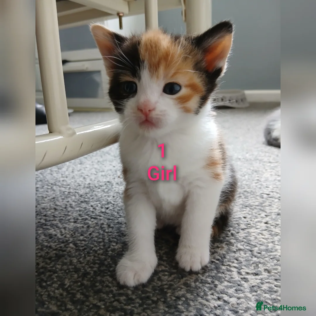 Mixed Breed cats for sale: 6 Adorable Kittens (4 Girls, 2 Boys) - Advert 2