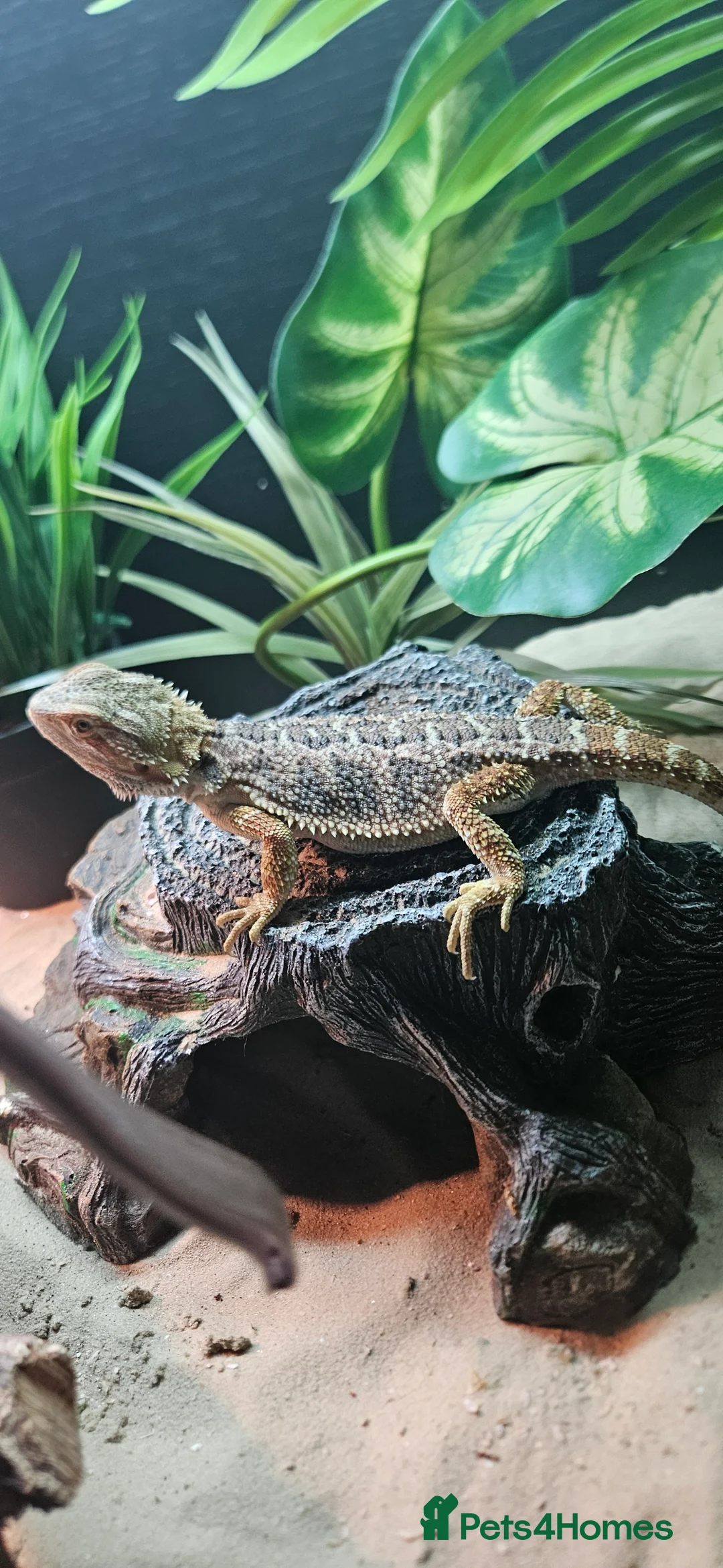 Bearded Dragon reptiles for sale: Bearded dragon & set up in Walsall - Advert 2