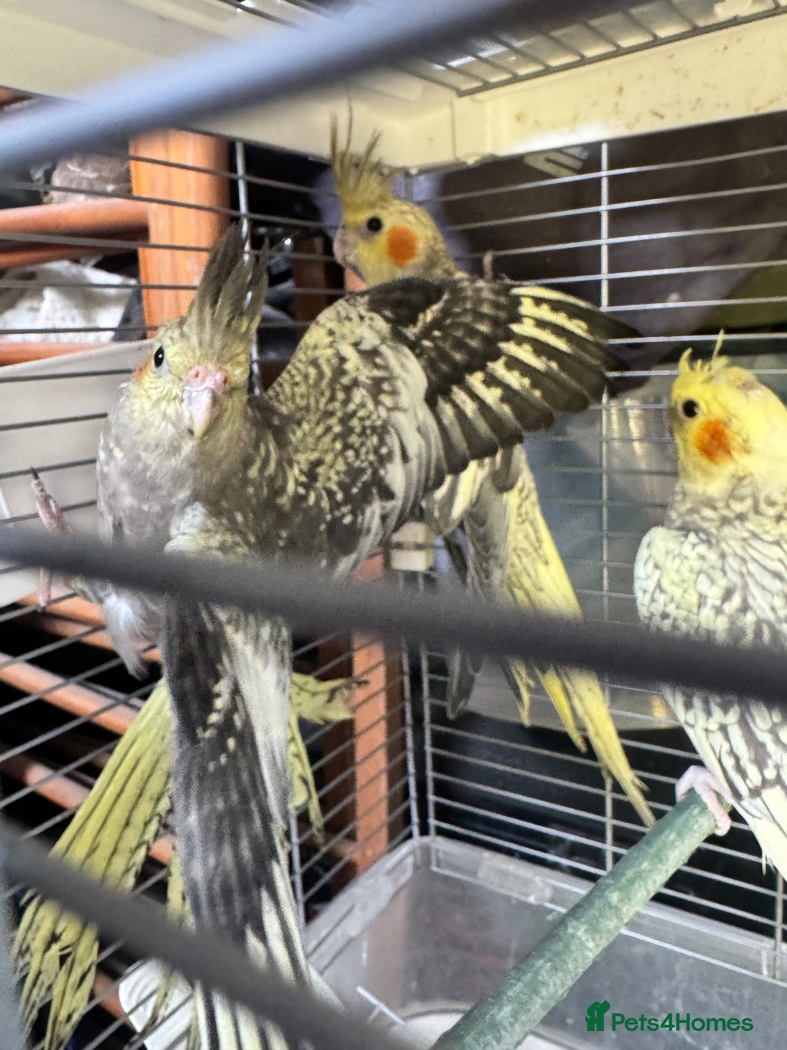 Cockatiels birds 9 week old baby cockatiels  - Advert 1