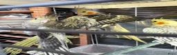 Cockatiels birds for sale: 9 week old baby cockatiels  - Advert 1