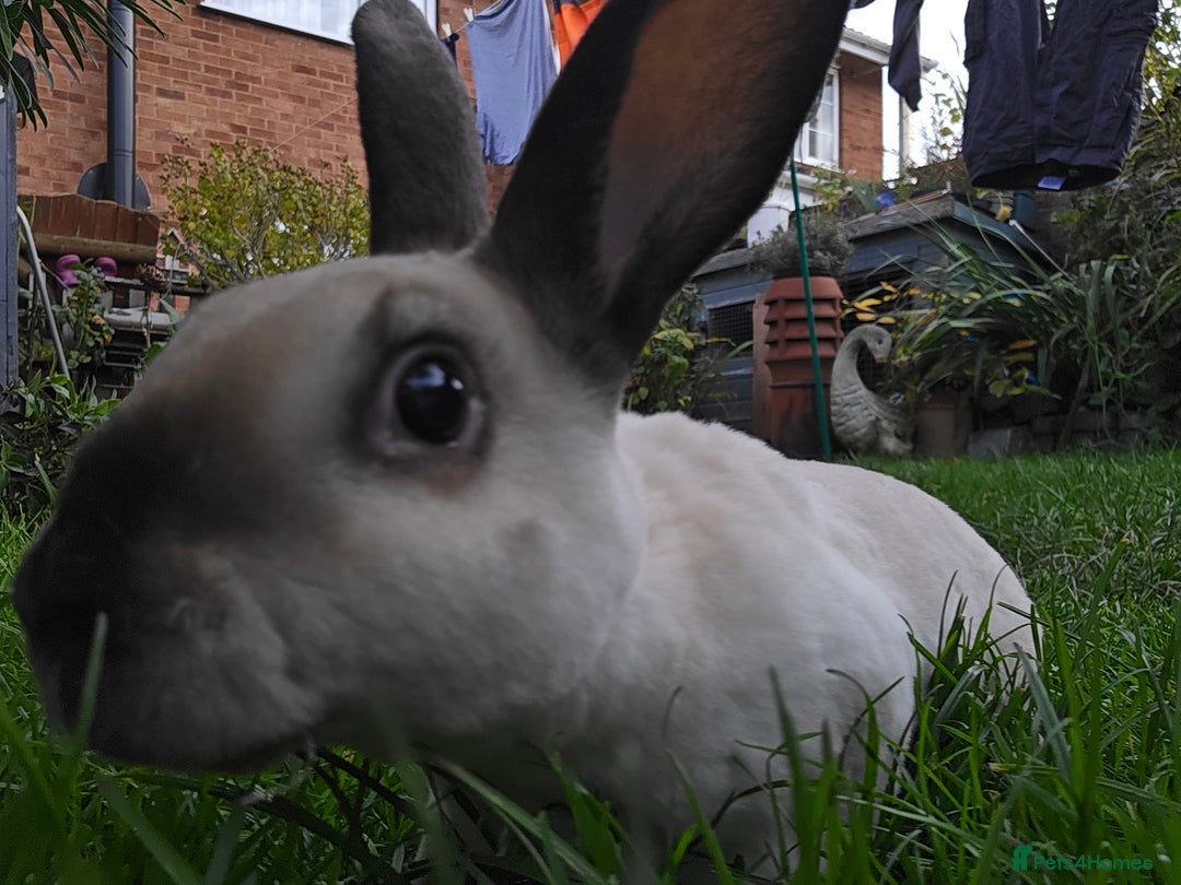 Rex rabbits for sale: 3 Mini rex 13 weeks old - Advert 13
