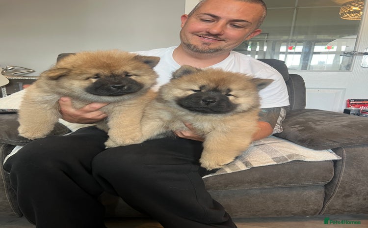 Chow Chow dogs - Advert 1