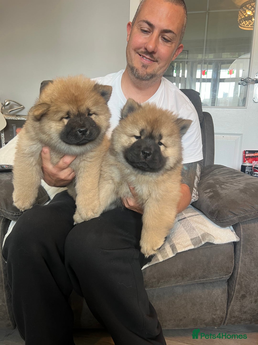Chow Chow dogs for sale: 🤍  1 STUNNING GIRL LEFT 🐾 READY TO LEAVE 🐾 - Image 9