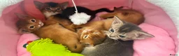 Abyssinian cats for sale: TICA Abyssinian kittens  - Advert 8