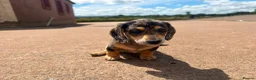 Miniature Dachshund dogs for sale: Miniature Dachshund Puppies  in Carlisle - Advert 11