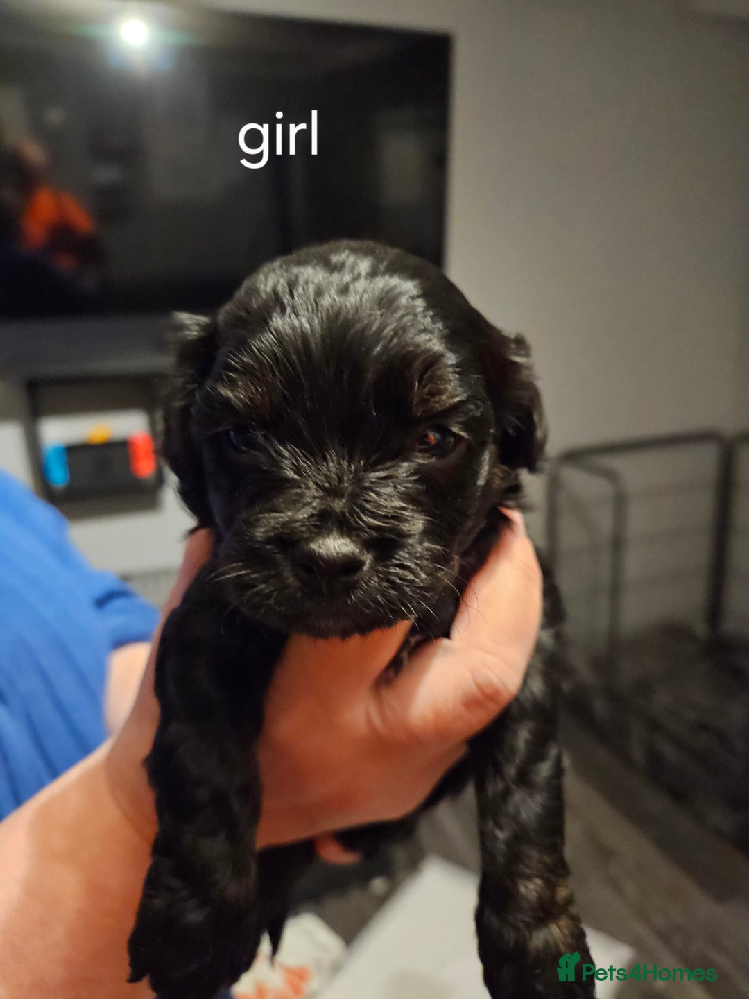 Cockapoo dogs for sale: cockerpoo pups - Image 1