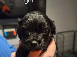 Cockapoo dogs - Advert 1