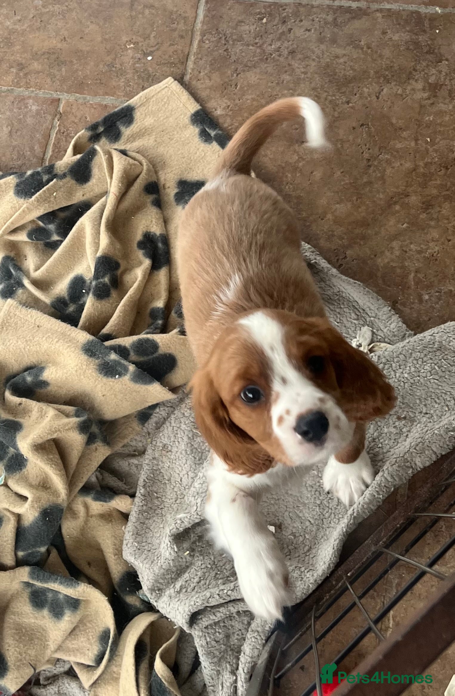 Cavalier King Charles Spaniel dogs Stunning cavalier King Charles boys - Advert 5