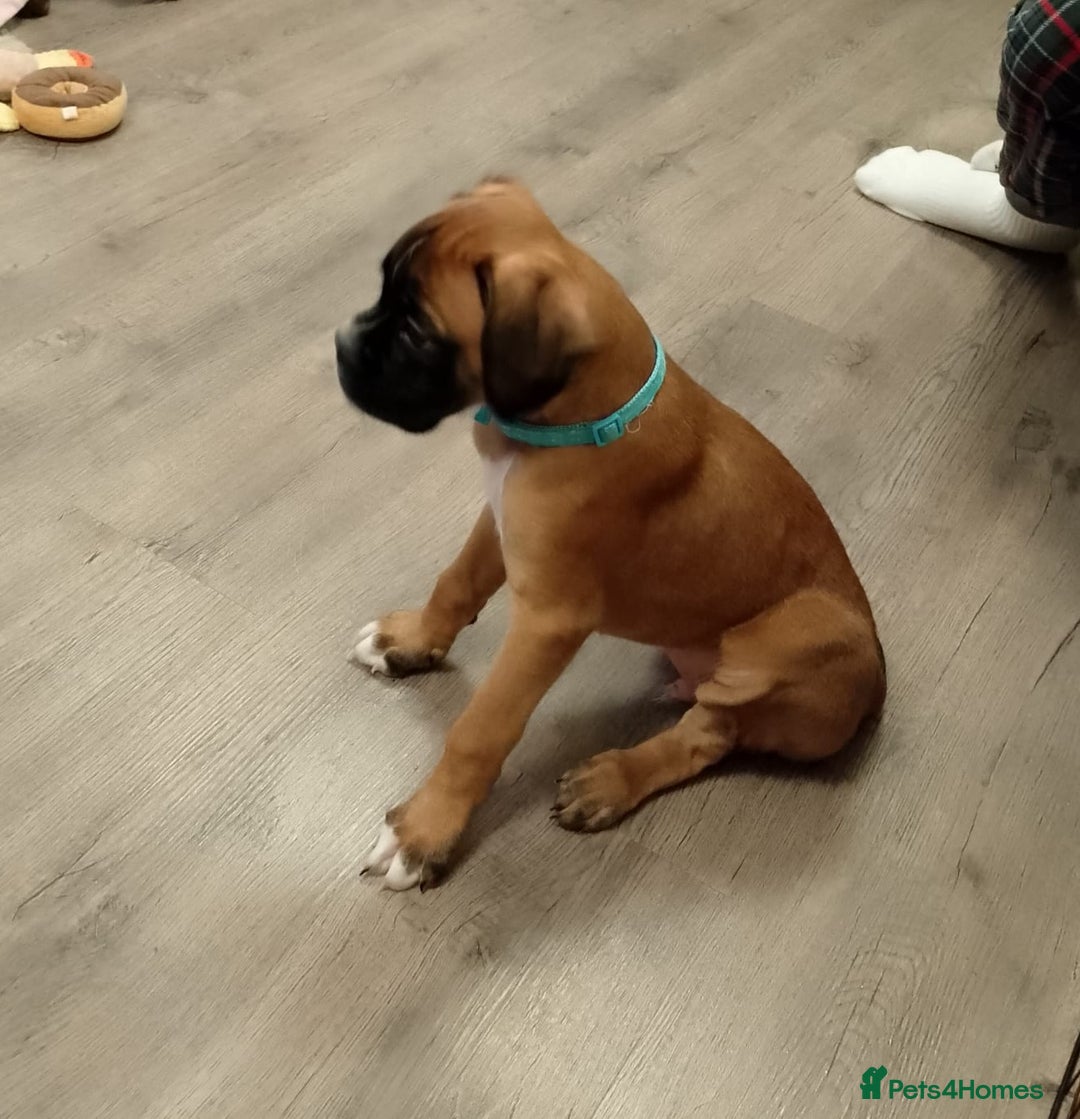 Boxer dogs for sale: Boxer Puppies  - Advert 2