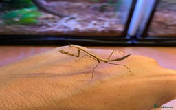 Praying Mantis invertebrates for sale: Praying Mantis - pseudempusa pinnapavonis nymphs - Image 2
