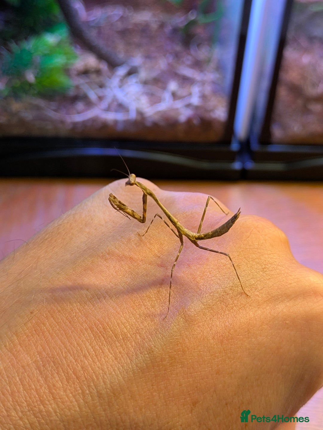 Praying Mantis invertebrates for sale: Praying Mantis - pseudempusa pinnapavonis nymphs - Image 2