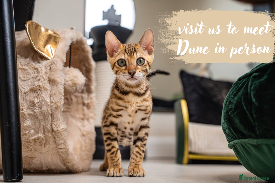 Bengal cats for sale: Dune- Stunning Bengal Boy- TICA with champion line - Image 17