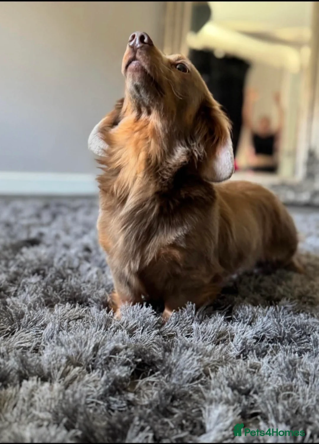 Miniature Dachshund dogs for stud: Super tiny 3.8kg long haired True isabella tan kc - Advert 3
