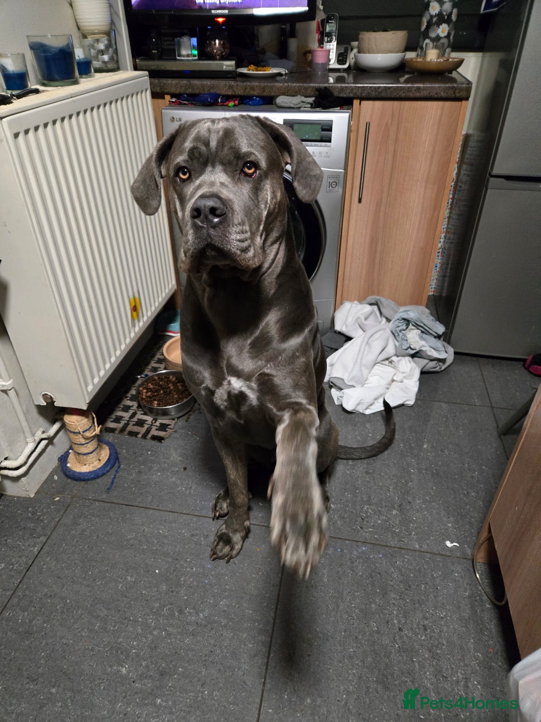 Mixed Breed dogs for sale: Beautiful big girl - Advert 2