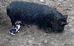 Pig livestock for sale: Kune kune cross, different ages/prices - Image 5