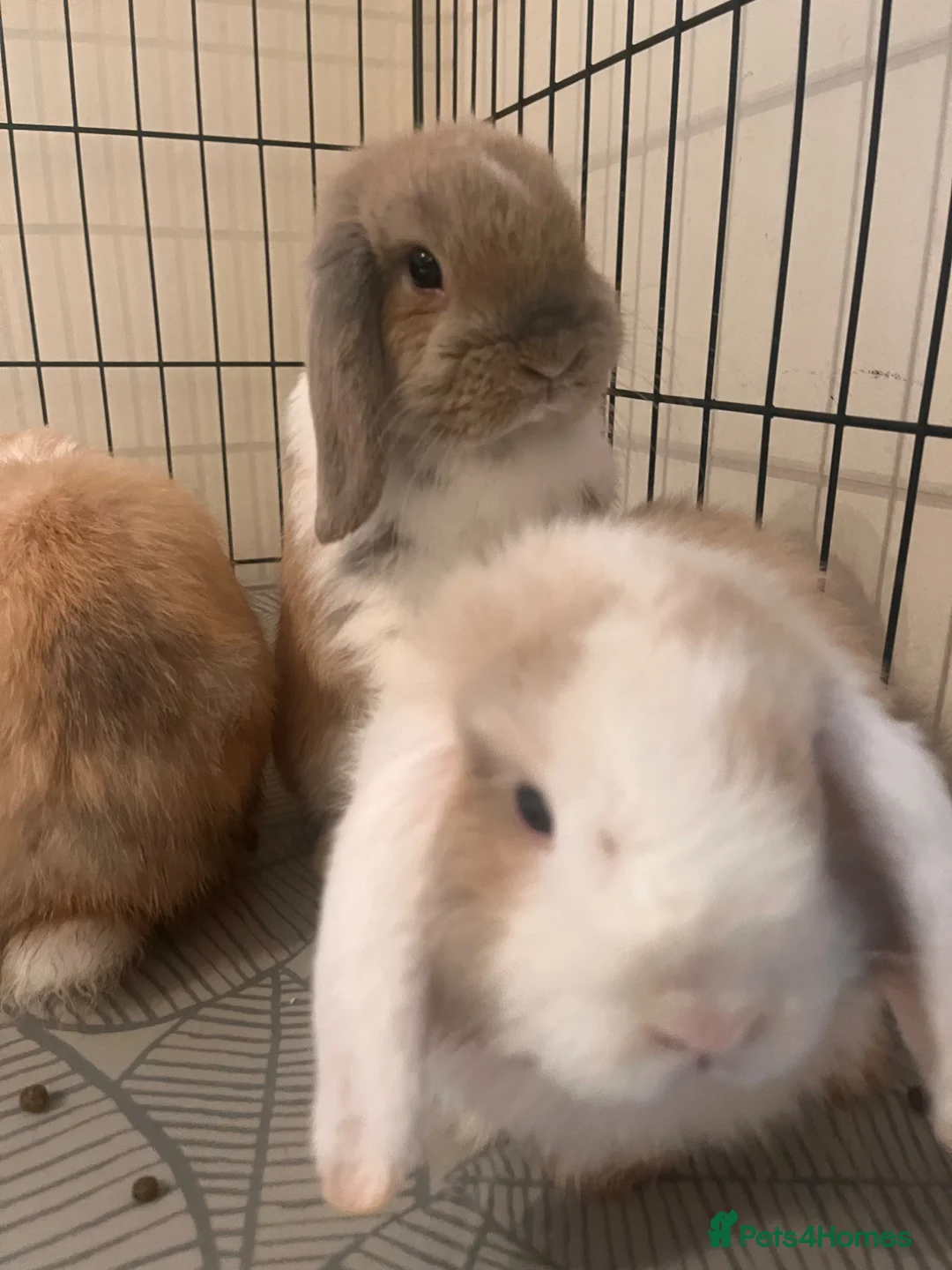 Mini Lop rabbits for sale: 5 ⭐️ homes wanted in Hamilton - Advert 10