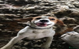 Beagle dogs for stud: Beagle for stud  in Bathgate - Image 2