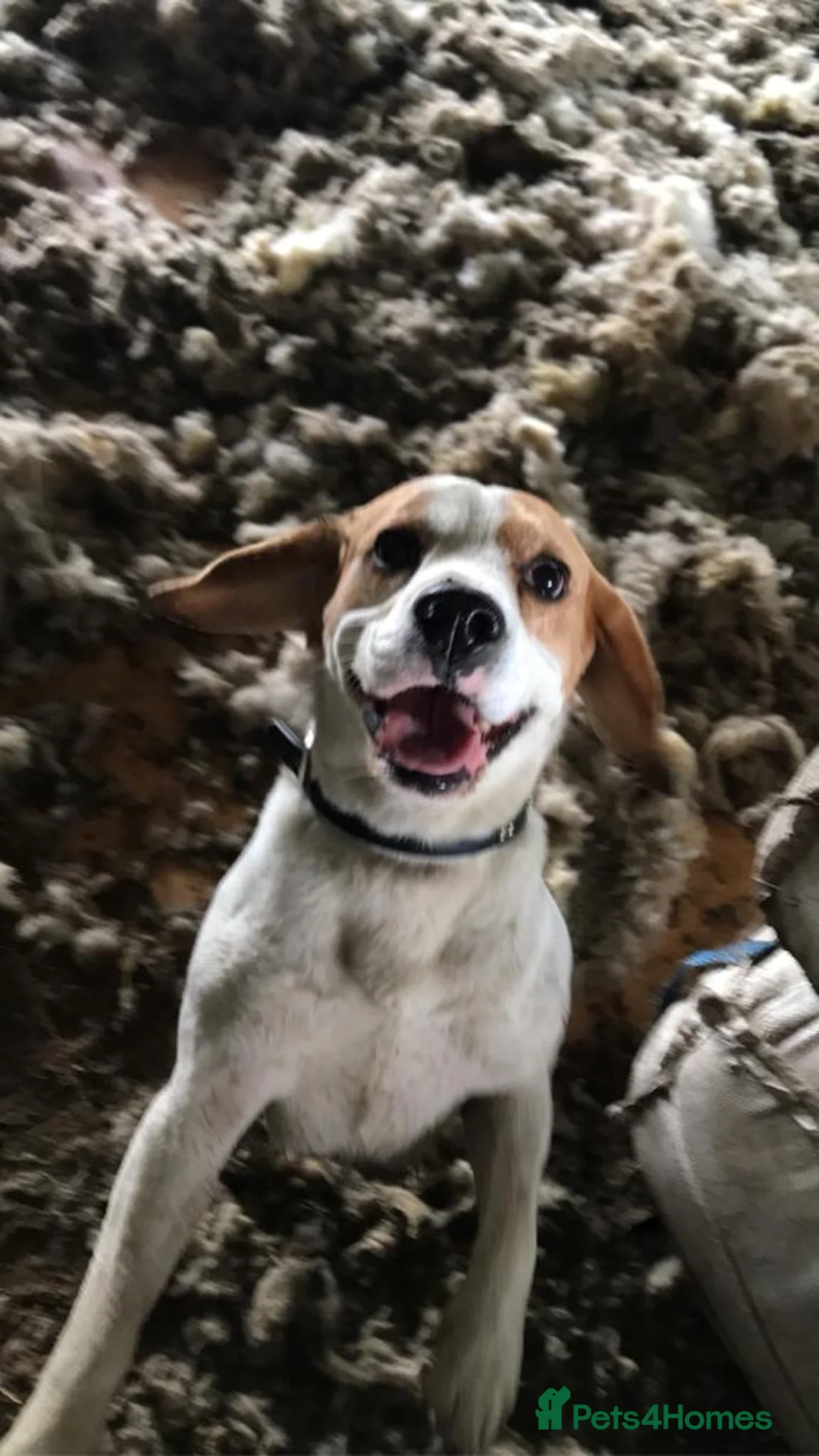 Beagle dogs for stud: Beagle for stud proven in Bathgate - Advert 2