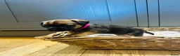 Border Terrier dogs for sale: KC Registered & SLEM Clear Border Terriers - Advert 6