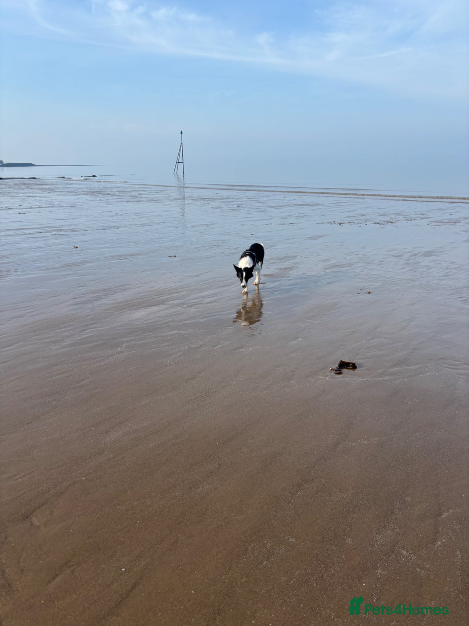 Border Collie dogs Male border collie  - Advert 1