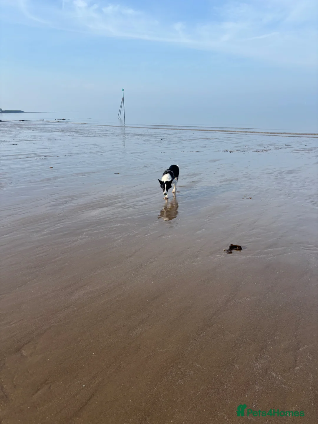 Border Collie dogs for sale: Male border collie  - Advert 1