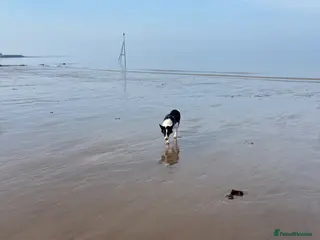 Border Collie dogs Male border collie - Advert 1