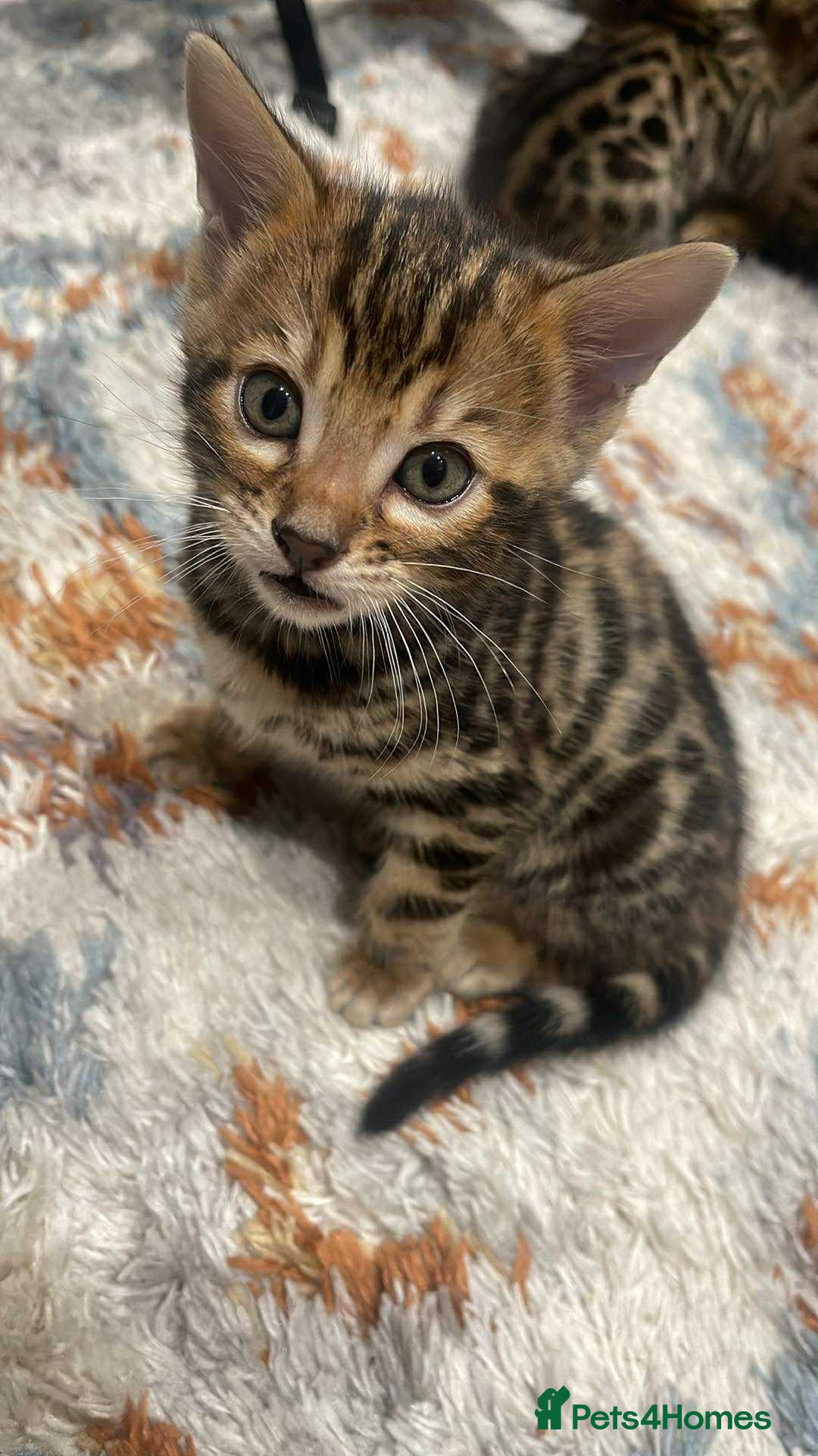 Bengal cats for sale: Bengal  - Image 8