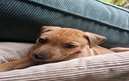 Mixed Breed dogs for sale: 1Boy Left German Shepherd Staffy Dogue de Bordeaux - Image 12