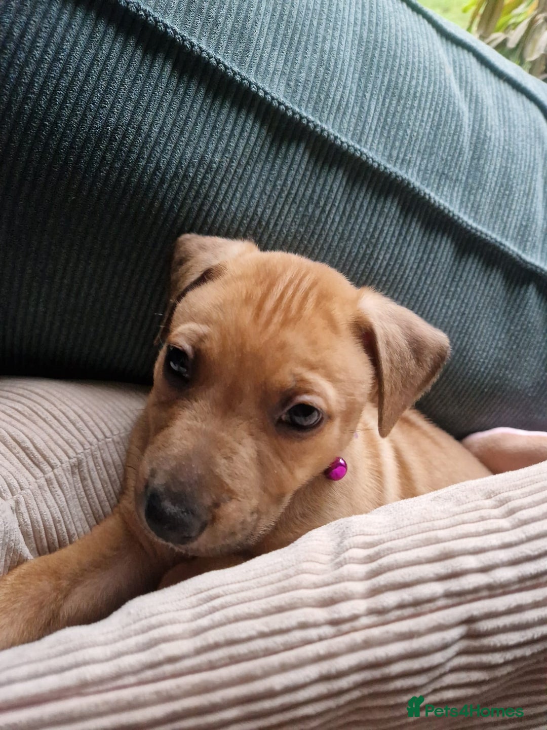 Mixed Breed dogs for sale: 1Boy Left German Shepherd Staffy Dogue de Bordeaux - Image 12