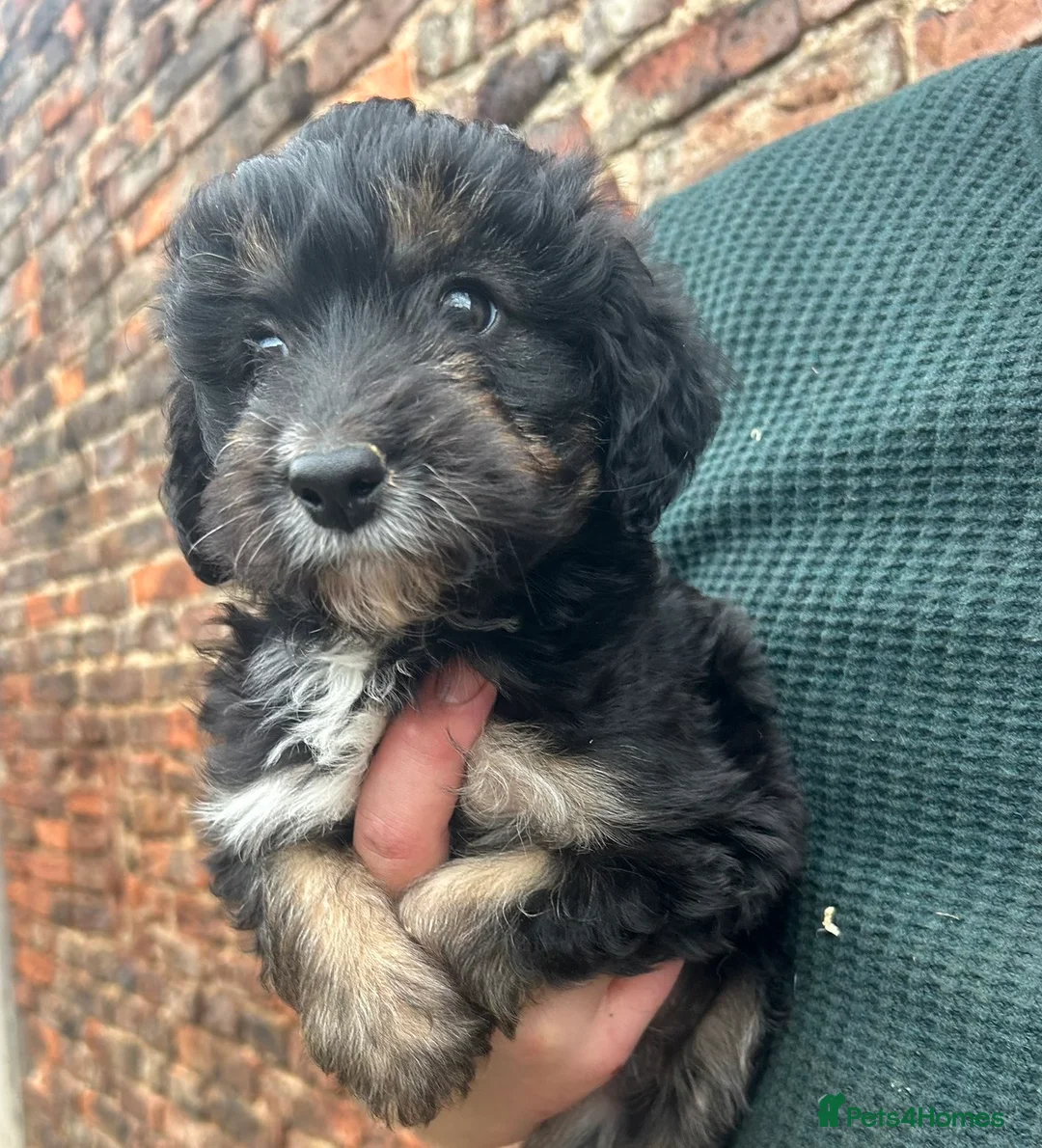 Bordoodle dogs for sale: Bordoodle puppies - Advert 2