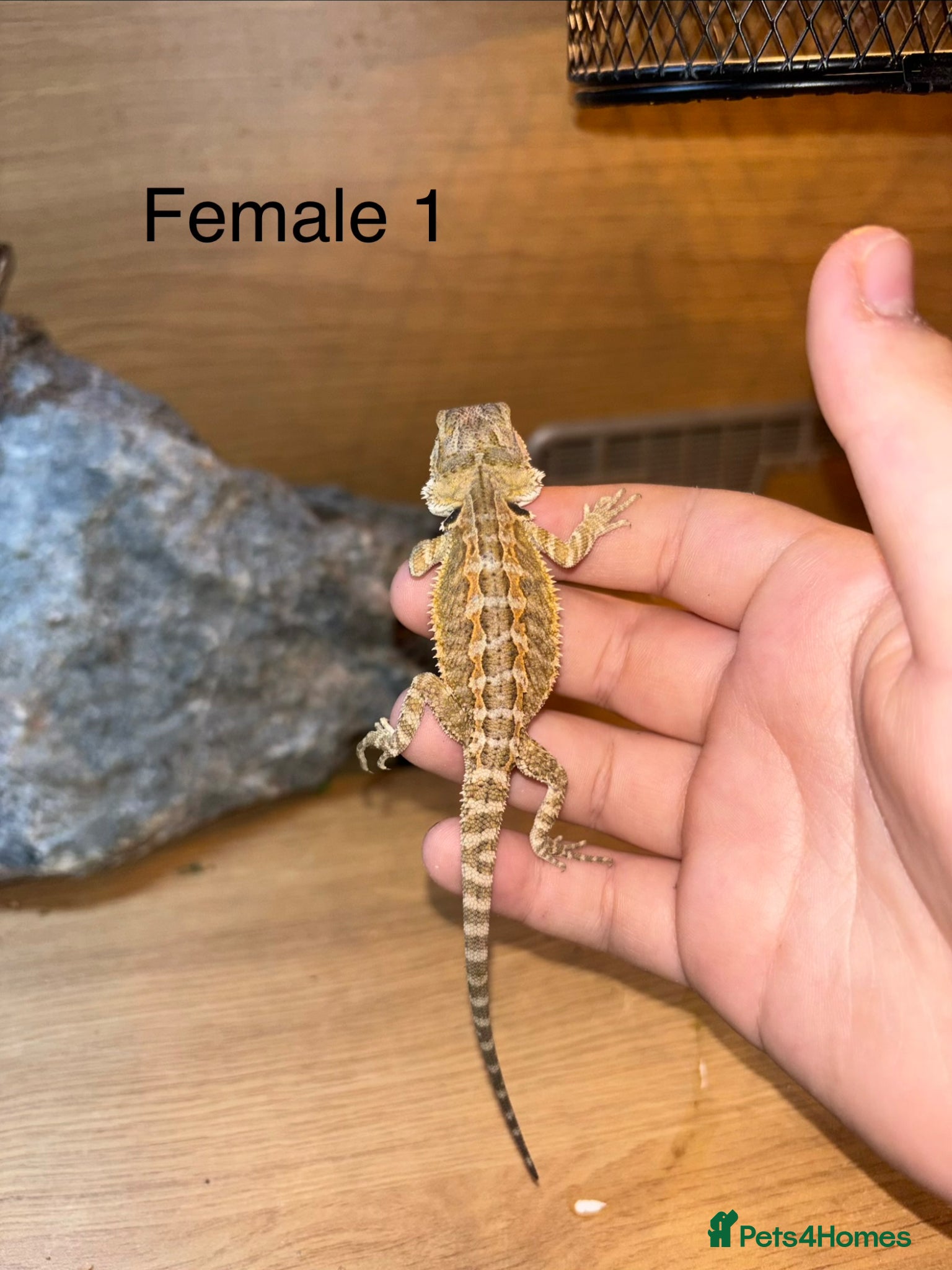 Bearded Dragon reptiles Last remaining Friendly bearded baby dragons - Advert 2