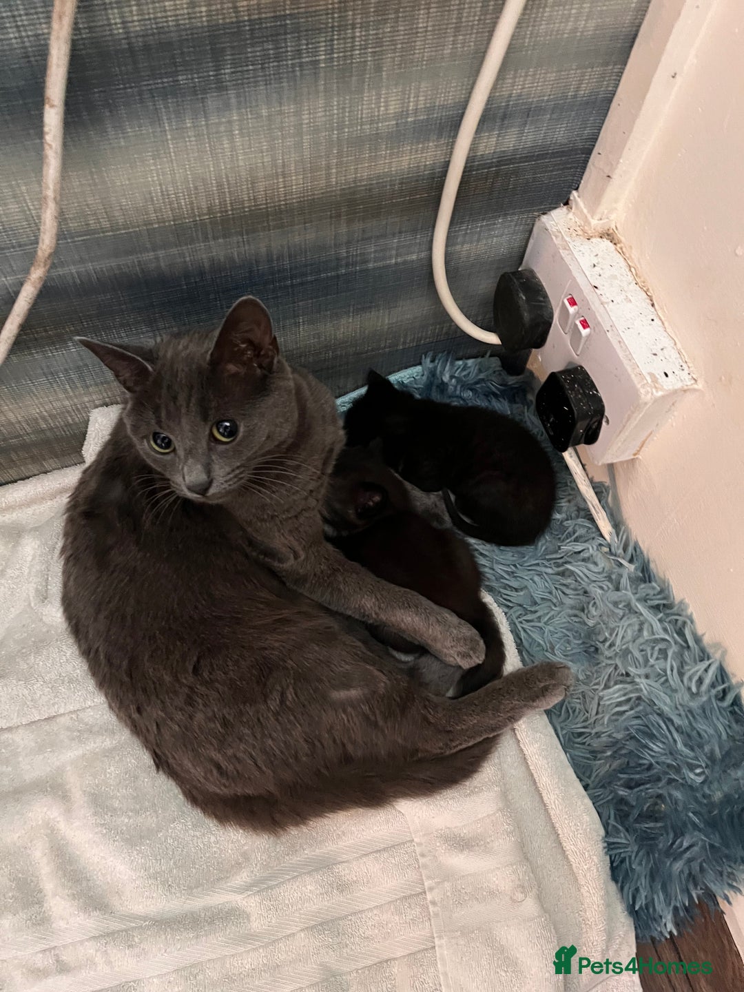 Mixed Breed cats for sale: 2 adorable black and white kittens  - Advert 1