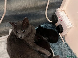 Mixed Breed cats 2 adorable black and white kittens - Advert 1