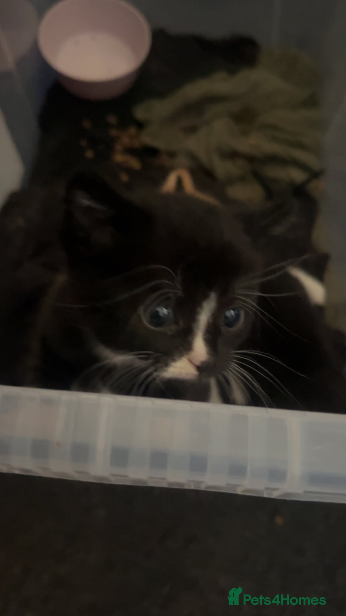 Mixed Breed cats Mix breed kittens  - Advert 1