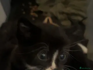 Mixed Breed cats Mix breed kittens - Advert 1