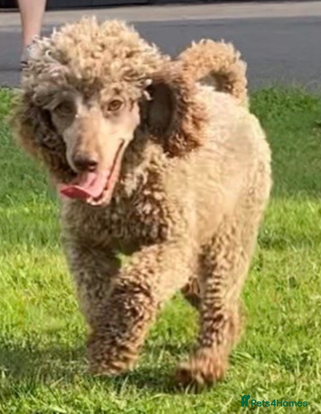 Miniature Poodle dogs for stud: Chocolate miniature poodle for stud only  - Advert 1