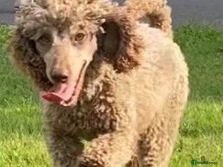 Miniature Poodle dogs - Advert 21