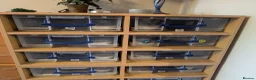 Python Snake reptiles for sale: Royal pythons - Advert 1