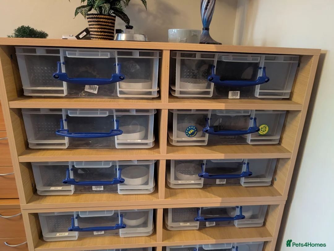 Python Snake reptiles for sale: Royal pythons - Advert 1