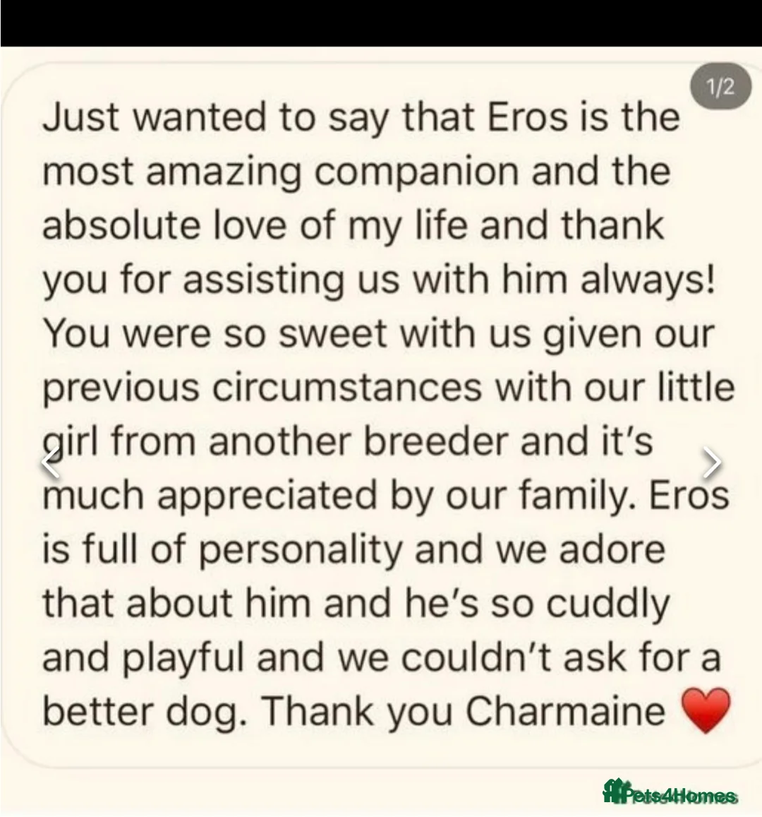 Cavachon dogs for sale: Amazing teddy Cavapoochons  - Advert 6