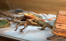 Bearded Dragon reptiles for sale: Bearded dragon and complete vivarium - Image 3