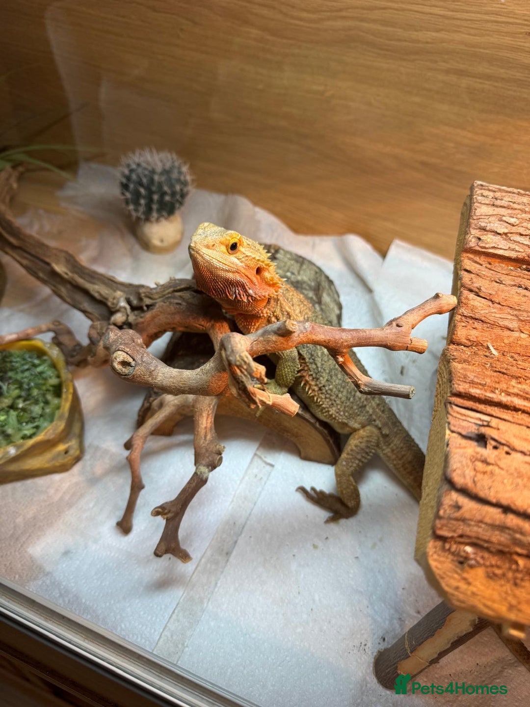 Bearded Dragon reptiles for sale: Bearded dragon and complete vivarium - Image 3